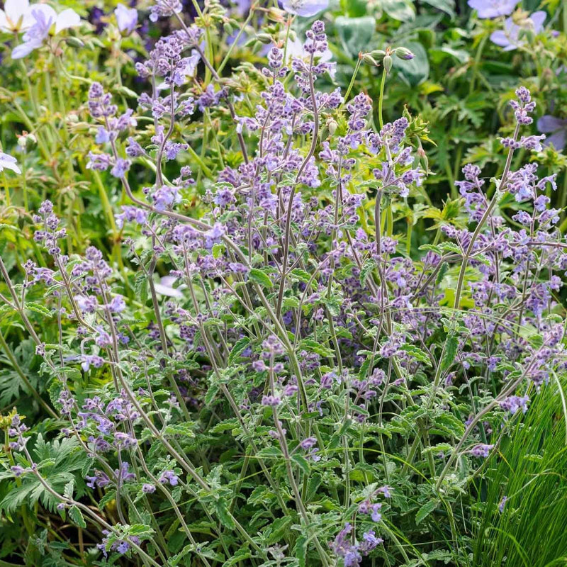 Catnip Seeds
