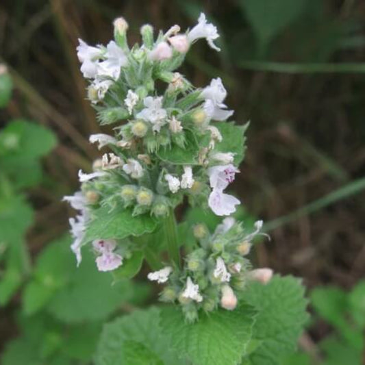 Catnip Seeds - Herbal Plant for Home Gardens