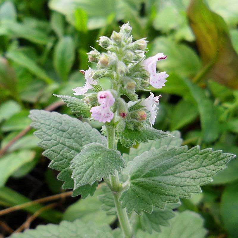 Catnip Seeds 