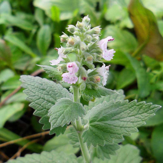 Catnip Seeds 