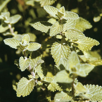 Catnip Seeds 