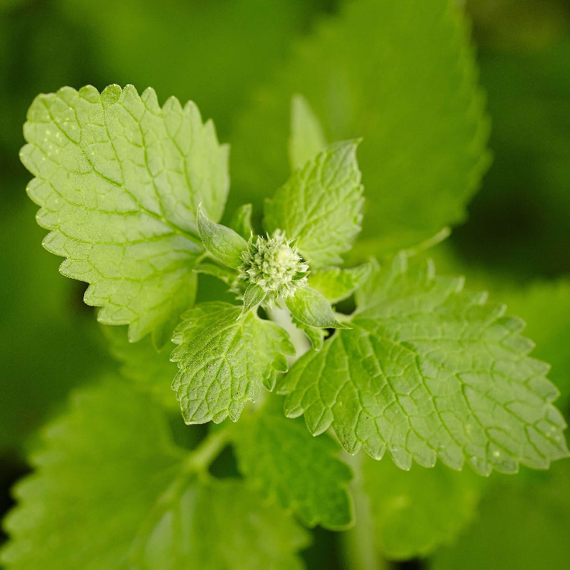 Catnip Seeds 