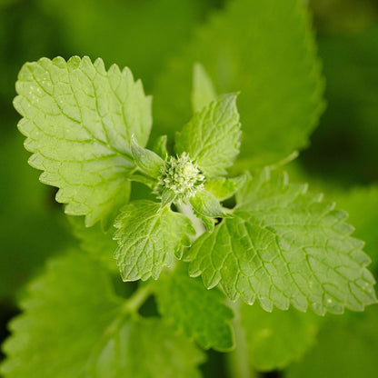 Catnip Seeds 