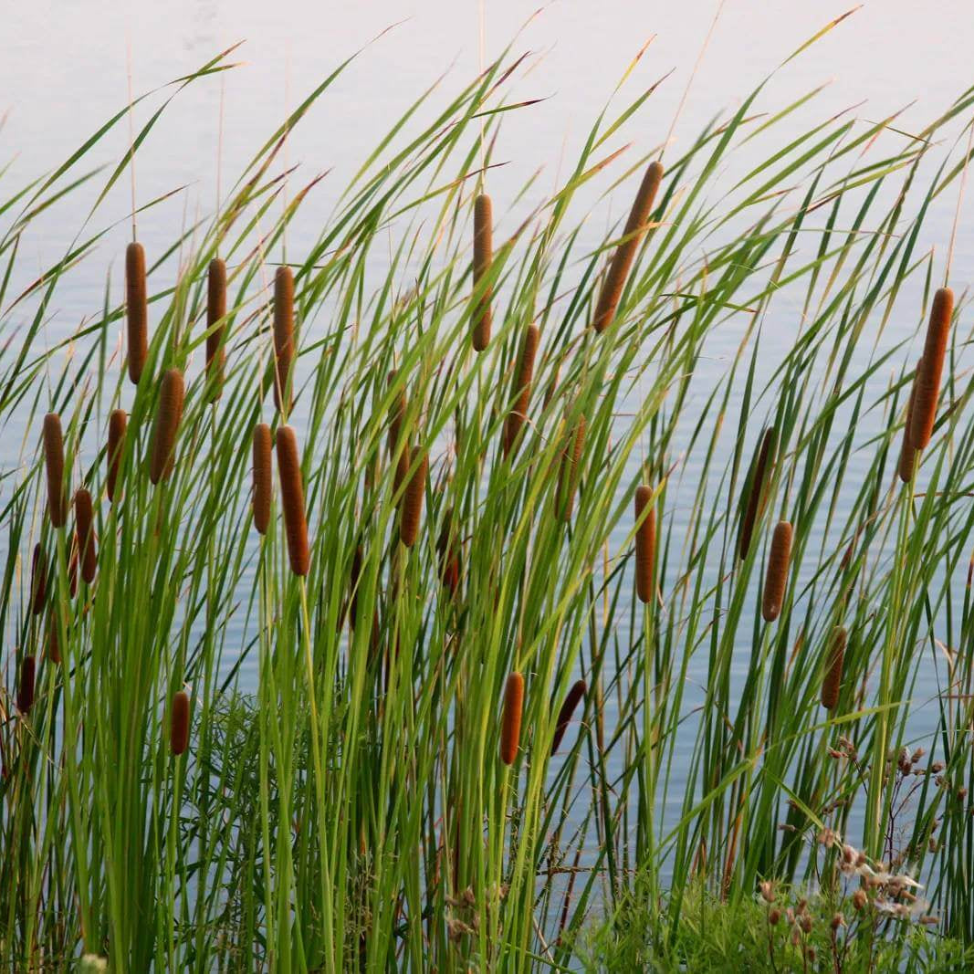 Cattail Seeds - Aquatic Plant Seeds for Home Gardens