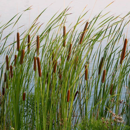Cattail Seeds - Aquatic Plant Seeds for Home Gardens