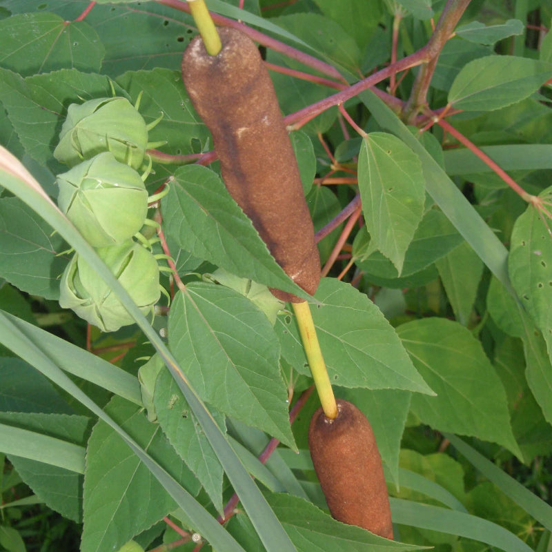 Cattail Seeds - Aquatic Plant Seeds for Home Gardens