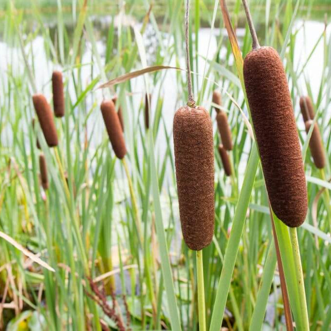 Cattail Seeds - Aquatic Plant Seeds for Home Gardens