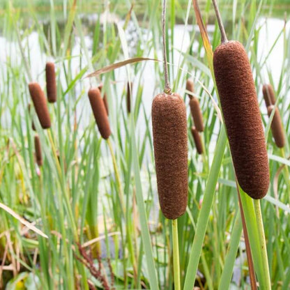 Cattail Seeds - Aquatic Plant Seeds for Home Gardens