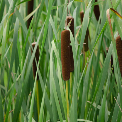 Cattail Seeds - Aquatic Plant Seeds for Home Gardens