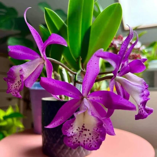 Cattleya Orchids Seeds