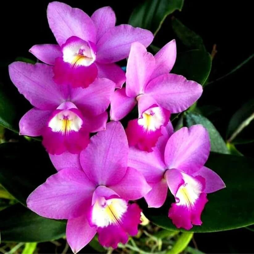 Cattleya Orchids Seeds