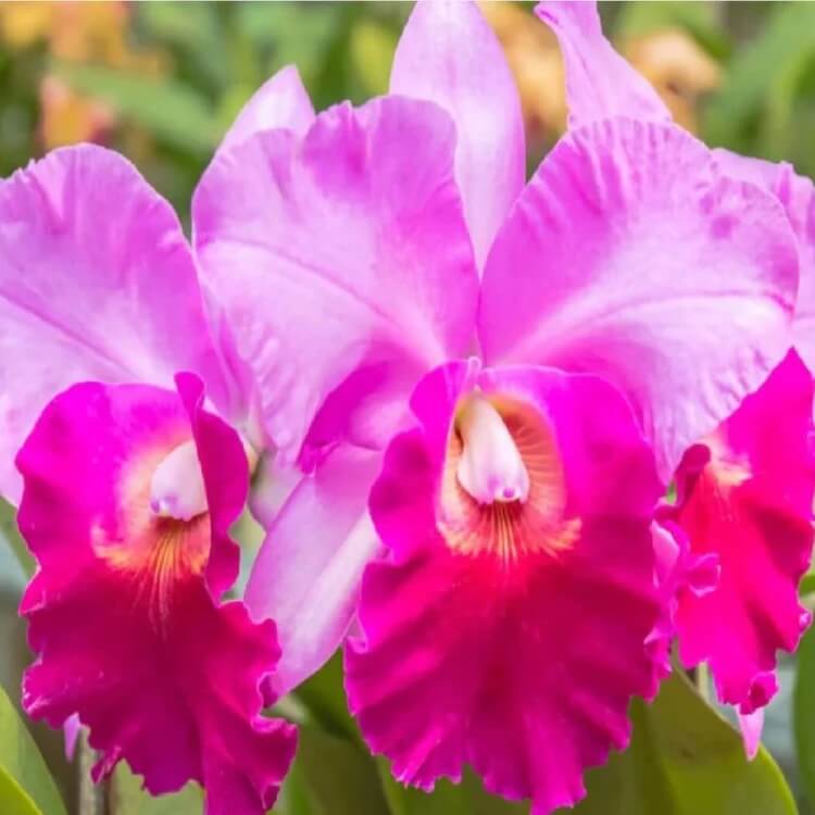 Cattleya Orchids Seeds
