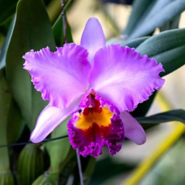 Cattleya Seeds - Flower Plant