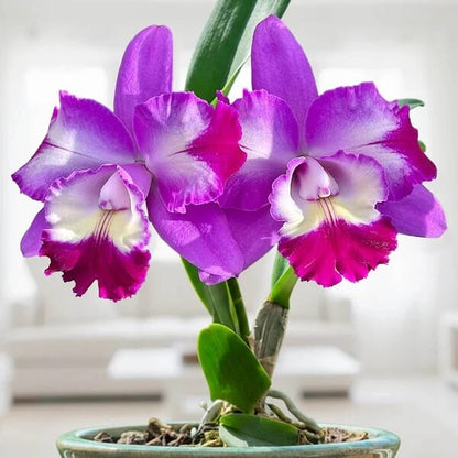 Cattleya Seeds - Flower Plant