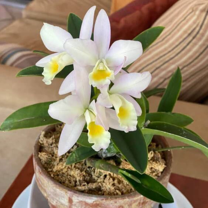 Cattleya Seeds - Flower Plant