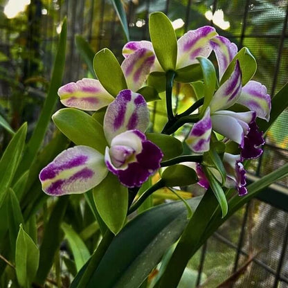 Cattleya Seeds - Flower Plant