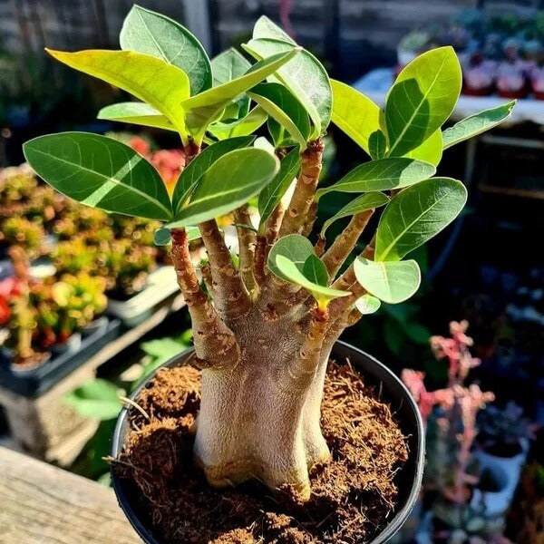 Caudex Succulent seeds - Flower Plant