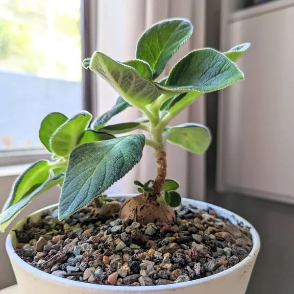 Caudex Succulent seeds - Flower Plant