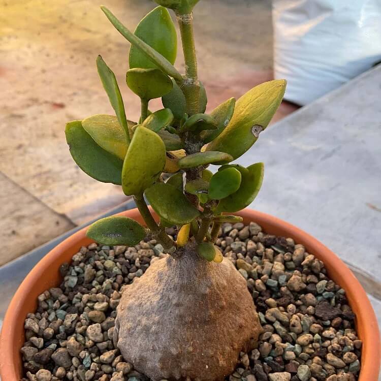 Caudex Succulent seeds - Flower Plant