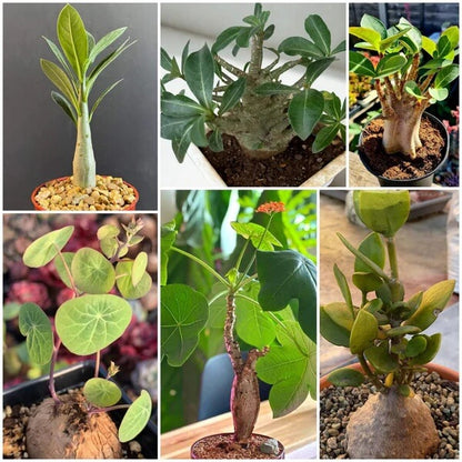 Caudex Succulent seeds - All in one for home gardens