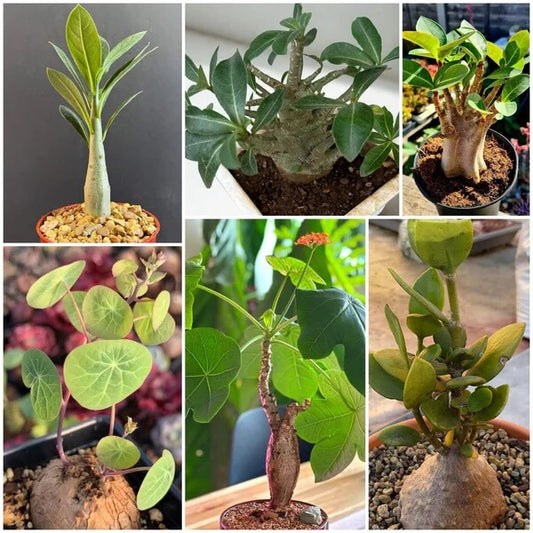 Caudex Succulent seeds - All in one for home gardens