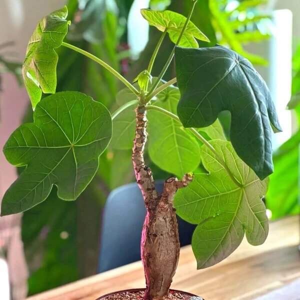 Caudex Succulent seeds - All in one for home gardens
