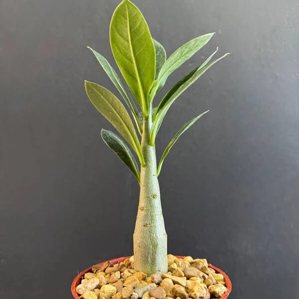 Caudex Succulent seeds - All in one for home gardens
