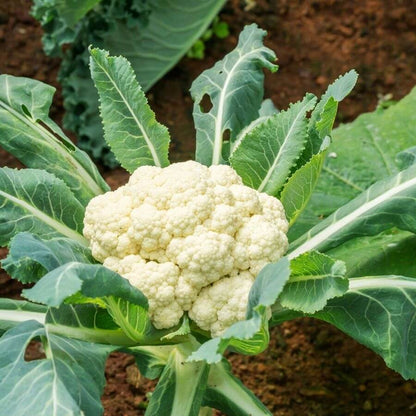 Cauliflower Seeds 