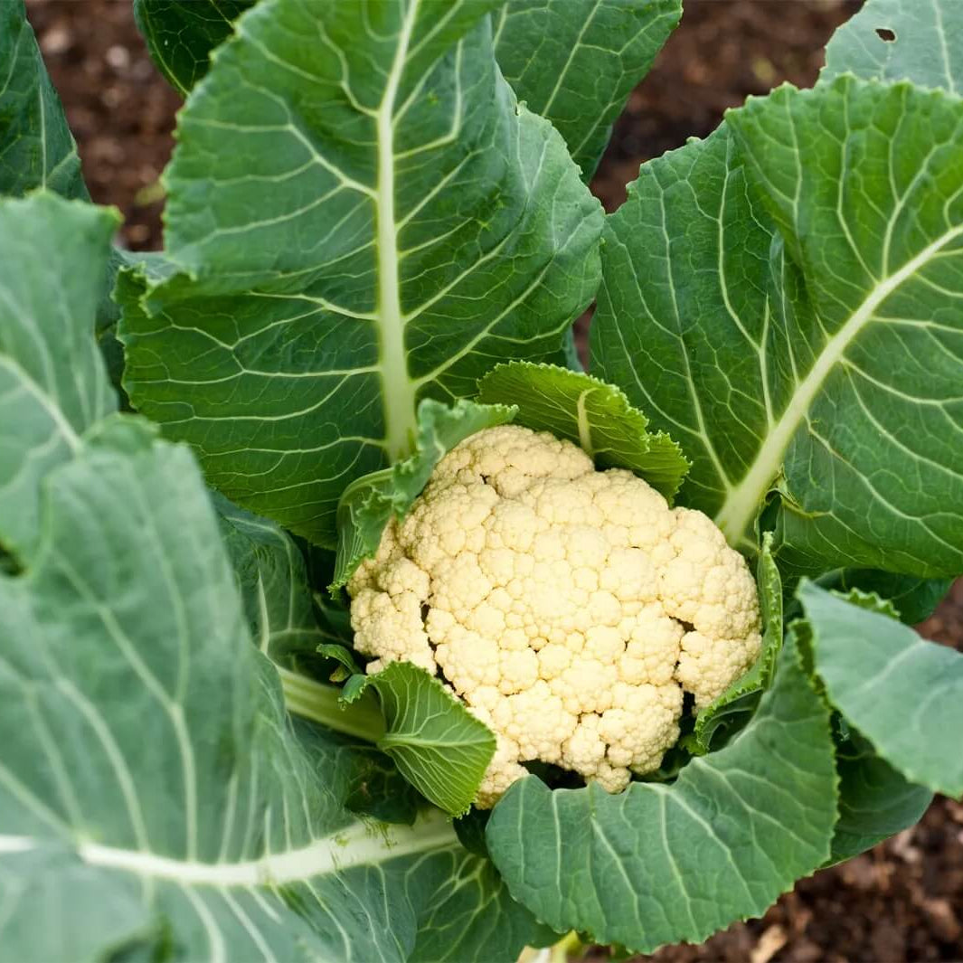 Cauliflower Seeds 