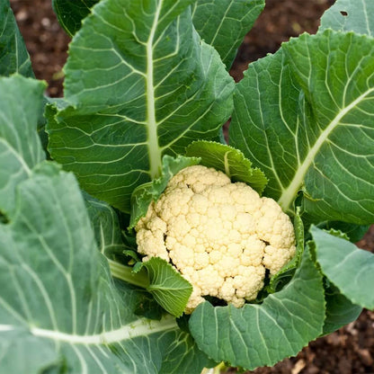 Cauliflower Seeds 