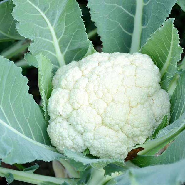 Cauliflower Seeds 