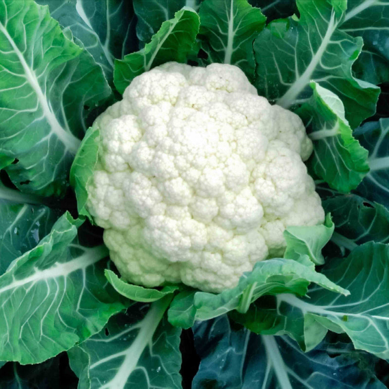 Cauliflower Seeds 