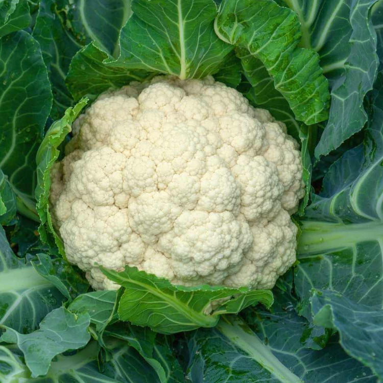 Cauliflower seeds - Vegetable Plant