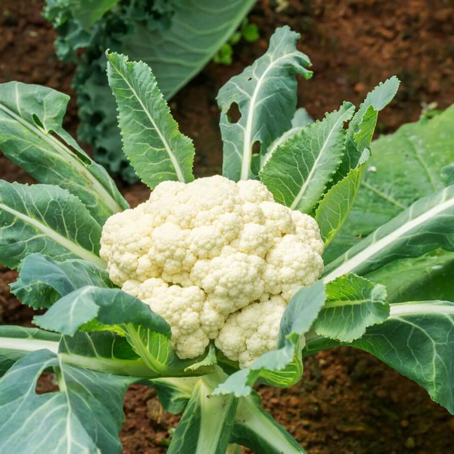Cauliflower seeds - Vegetable Plant