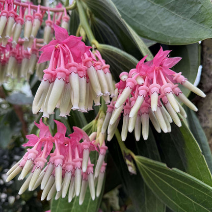 Cavendishia Grandifolia Seeds - Heirloom Flower Plant for Home Gardens