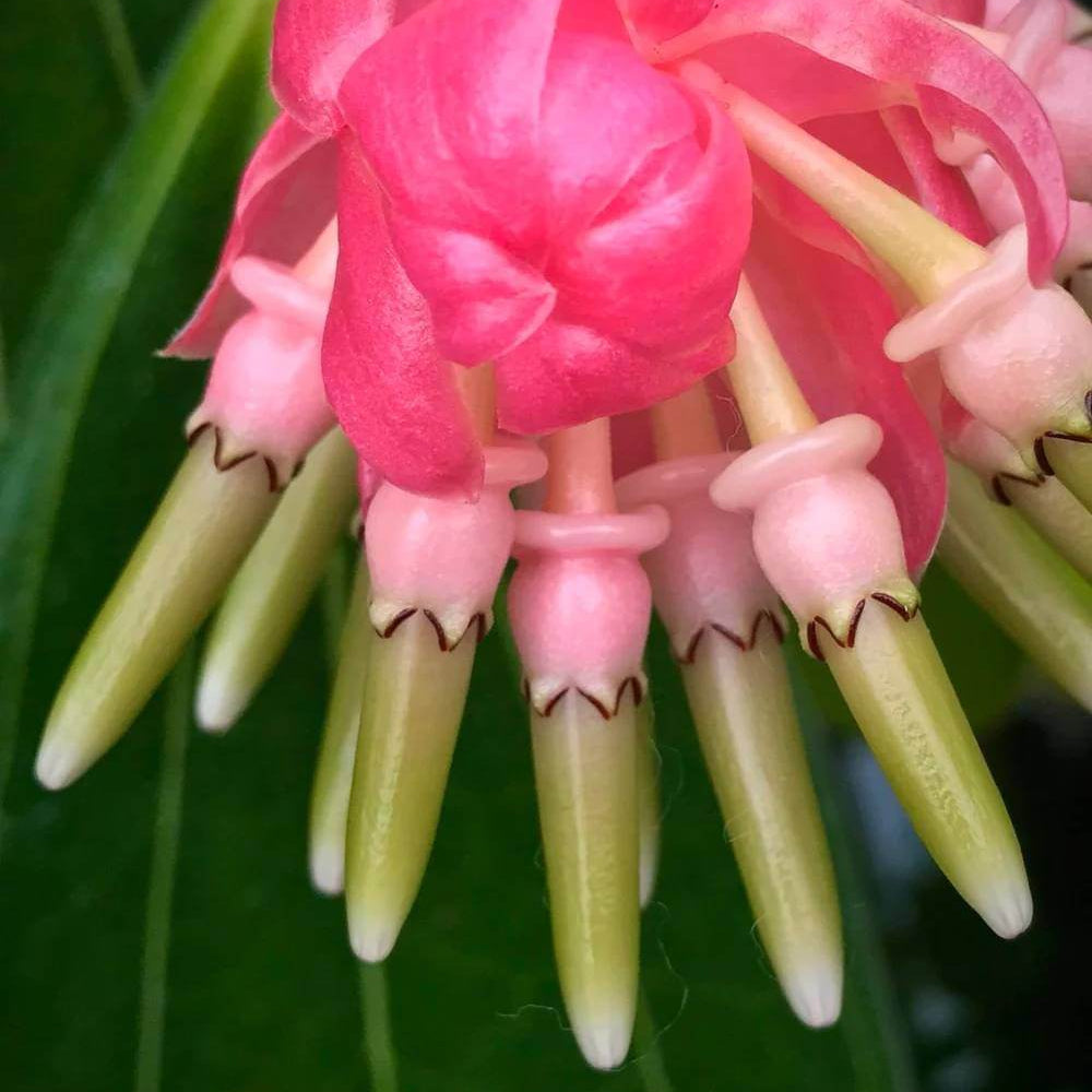 Cavendishia Grandifolia Seeds - Heirloom Flower Plant for Home Gardens