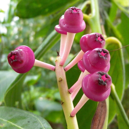 Cavendishia Grandifolia Seeds - Heirloom Flower Plant for Home Gardens