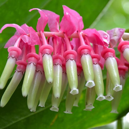 Cavendishia Grandifolia Seeds - Heirloom Flower Plant for Home Gardens