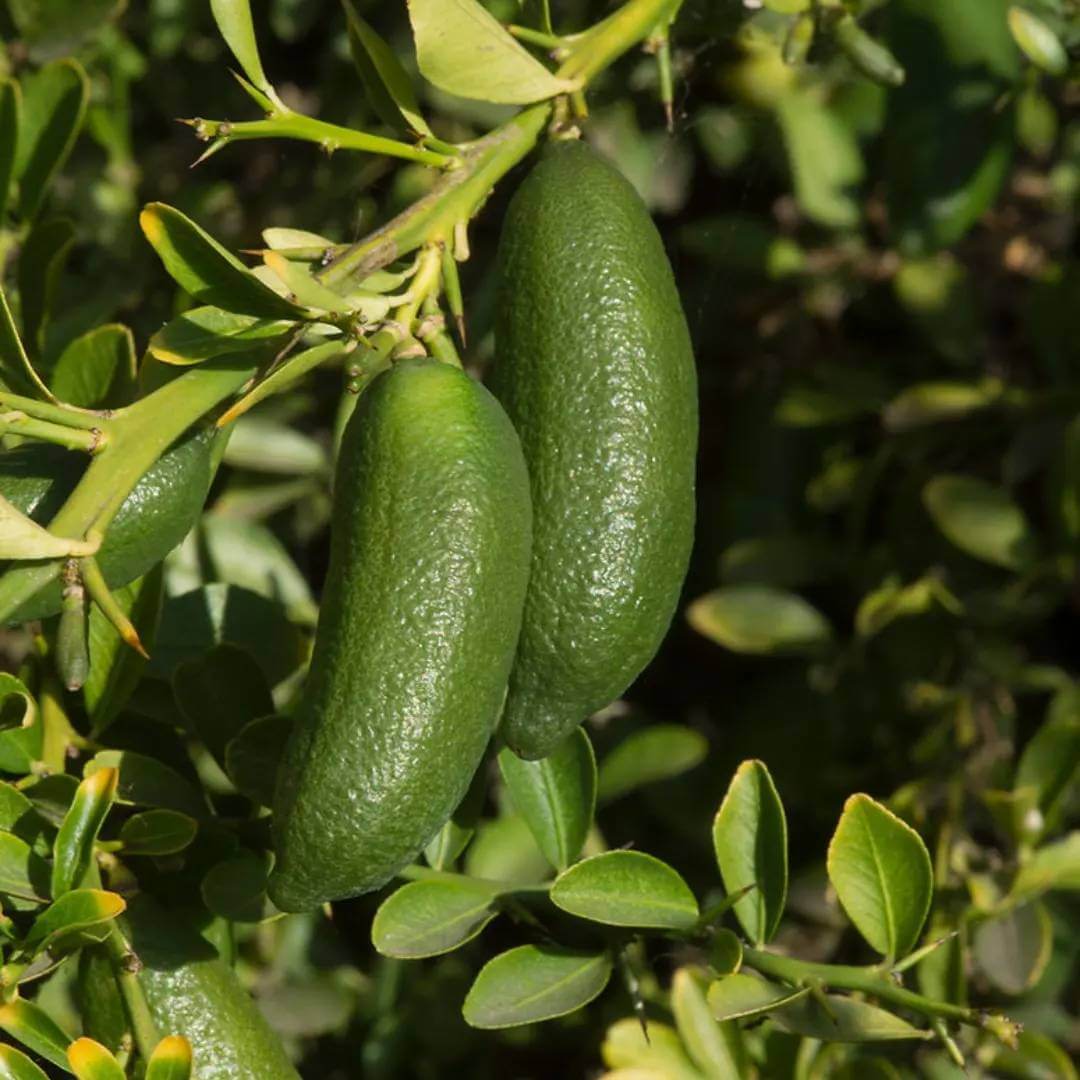 Caviar Lime Seeds - Heirloom Fruit Plant for Home Gardens