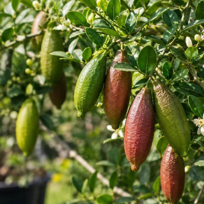 Caviar Lime Seeds - Heirloom Fruit Plant for Home Gardens
