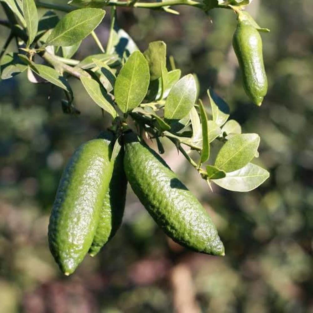Caviar Lime Seeds - Heirloom Fruit Plant for Home Gardens