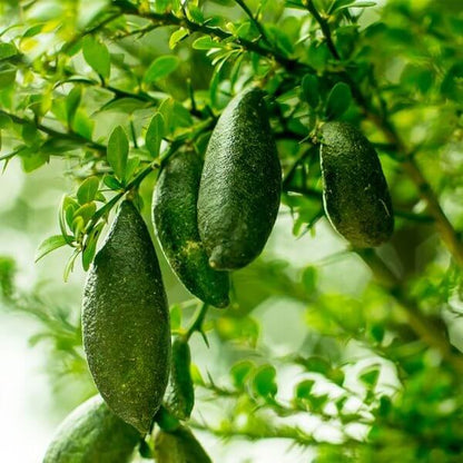 Caviar Lime Seeds - Heirloom Fruit Plant for Home Gardens