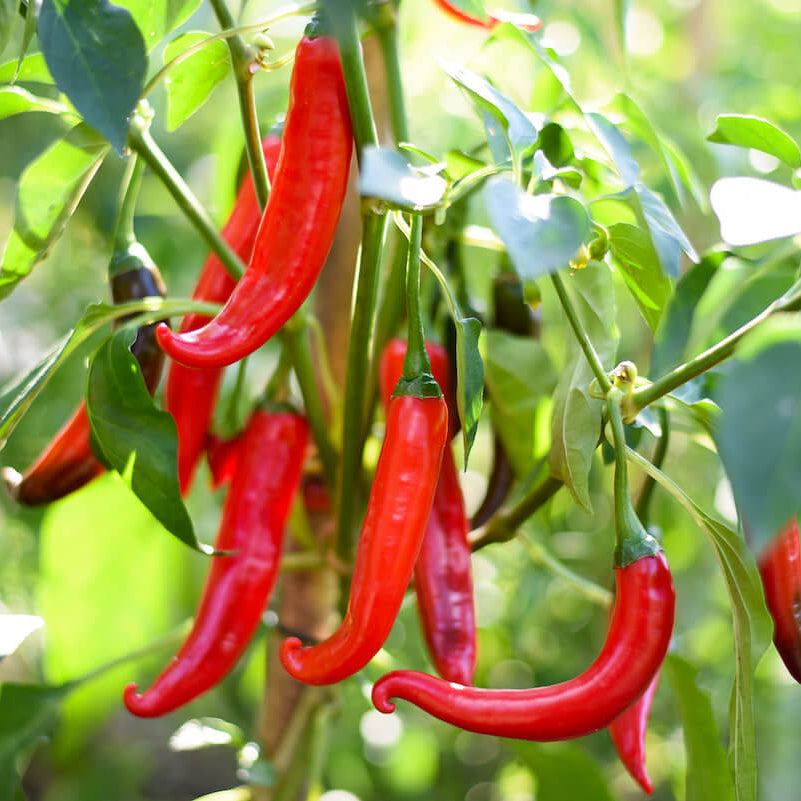 Cayenne Pepper Seeds - Vegetable Plant