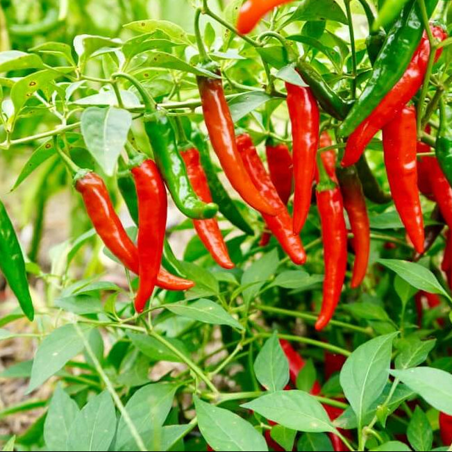 Cayenne Pepper Seeds - Vegetable Plant