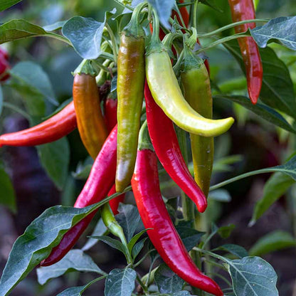 Cayenne Pepper Seeds - Vegetable Plant
