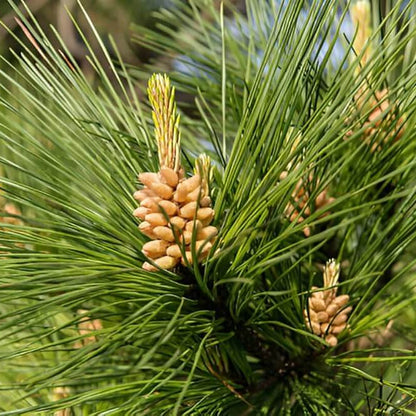 Cedrus Deodara Seeds - Tree Seeds for Home Gardens