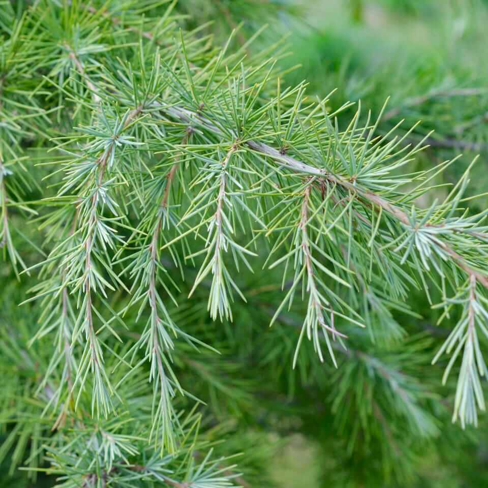 Cedrus Deodara Seeds - Tree Seeds for Home Gardens