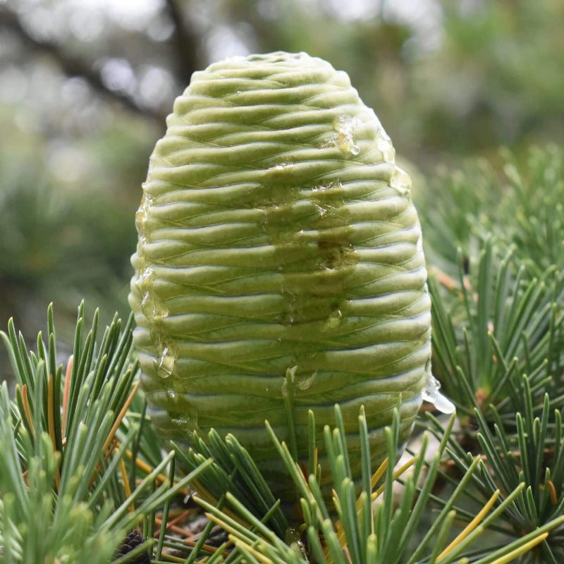 Cedrus Deodara Seeds - Tree Seeds for Home Gardens