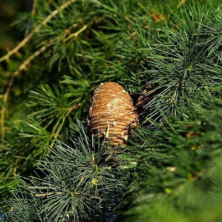 Cedrus Deodara Seeds - Tree Seeds for Home Gardens