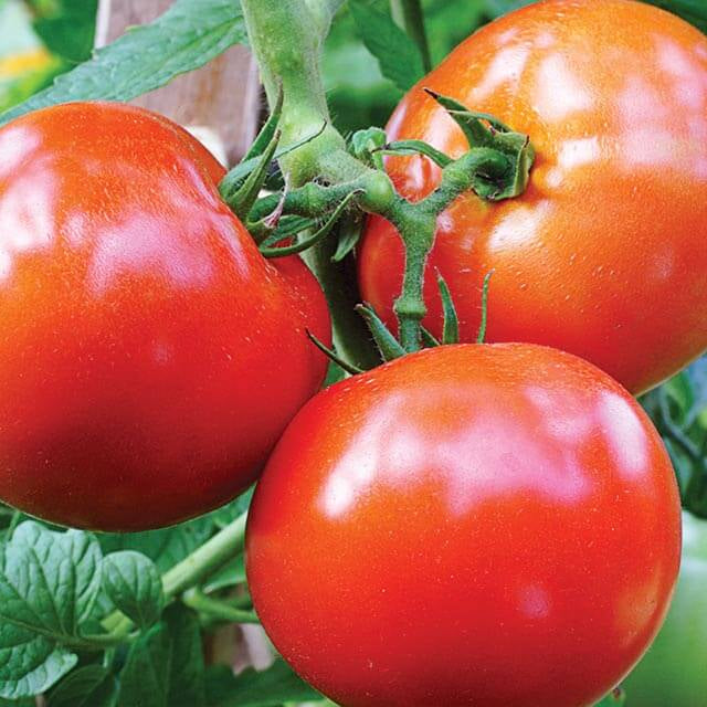 Celebrity Hybrid Tomato Seeds